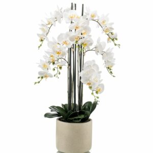 Perhoskämmekkä 7-vanainen 100cm