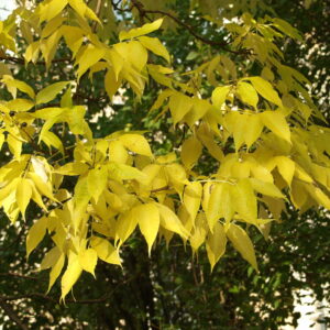 Amurinkorkkipuu; 150-200,At