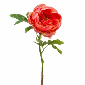 Pioni-oksa 63cm koralli