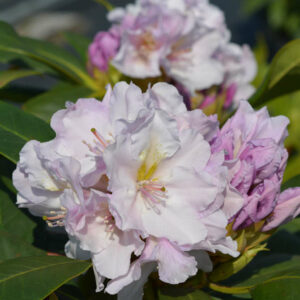 Alppiruusu 'Eskimo'; 30-40, At 4L,Ul