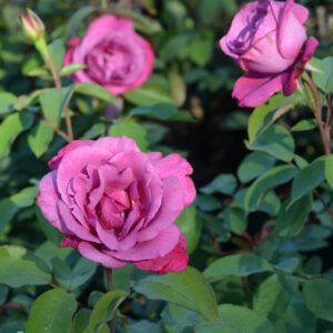 Ruusu 'Lila Wunder'; Ap/At,3L,Ul