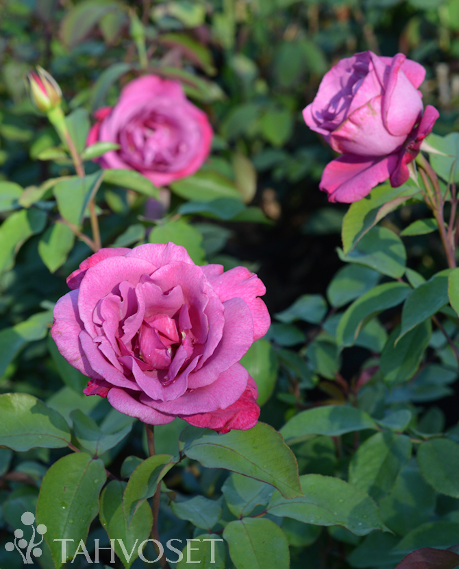 Ruusu 'Lila Wunder'; Ap/At,3L,Ul