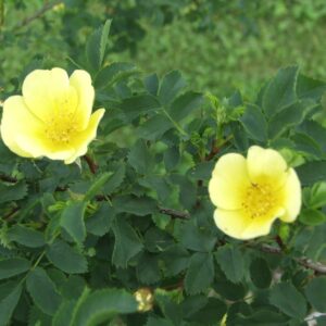 Tarhaharisoninruusu 'Maija Hesperia'; At,3L