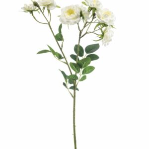 Miniruusu-oksa 60cm kerma