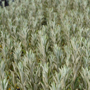 Vanupaju Iceberg Alley®; FE,At,3L