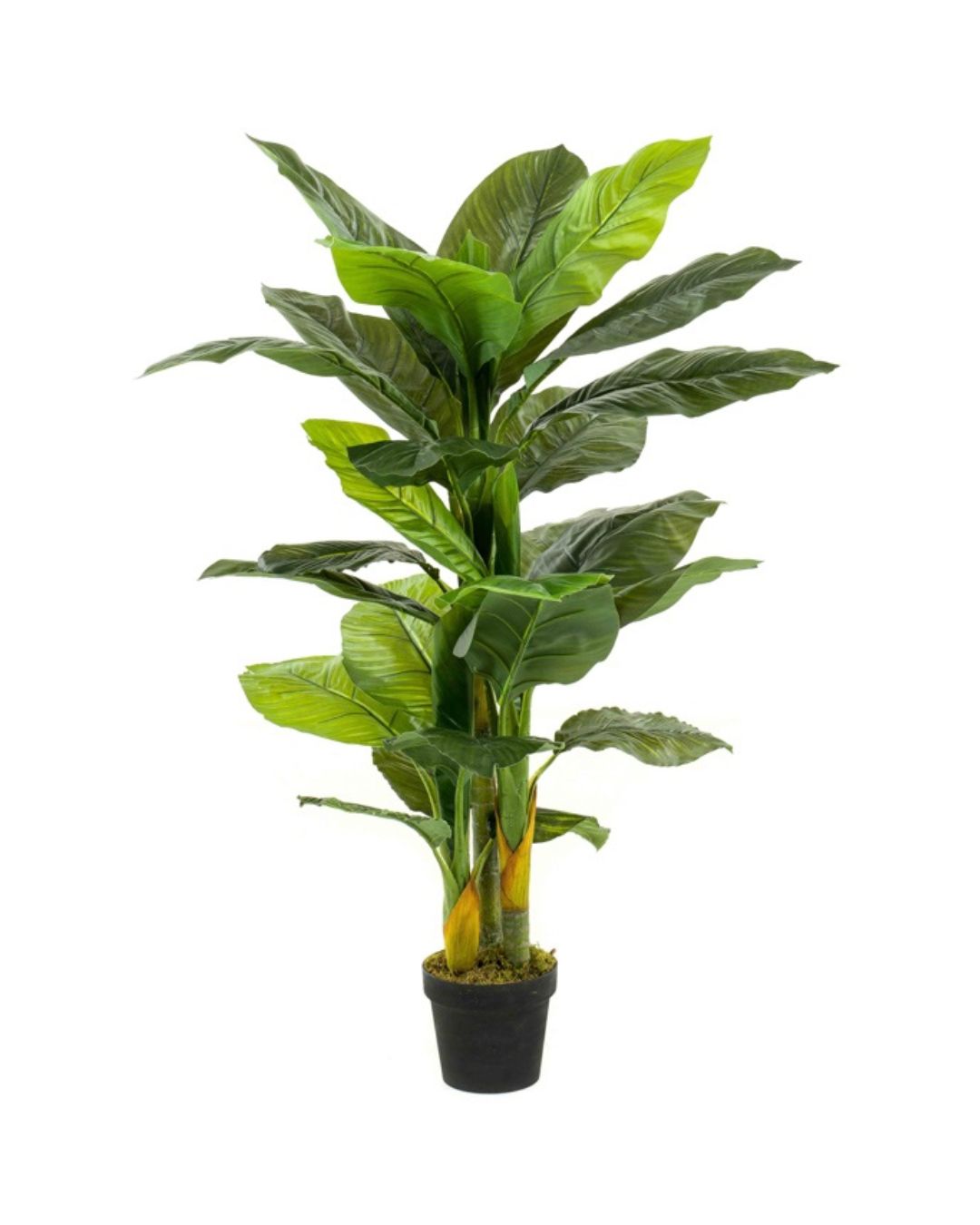 Viirivehka 130cm ruukussa