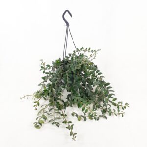 Soihtuköynnös amppeli 'Tornado' p15