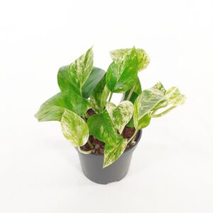 Kultaköynnös 'Marble Queen' p12