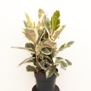 Huonekumipuu 'Tineke' 3-runkoinen