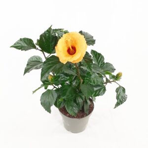 Kiinanruusu mix. p13