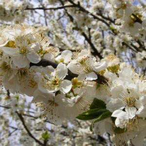 Kirsikkaluumu 'Vetraz'; I lk,At,7,5L