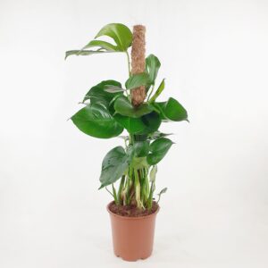 Peikonlehti tuettu 80-110cm