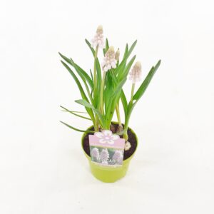 Helmililja vaaleanpunainen p9