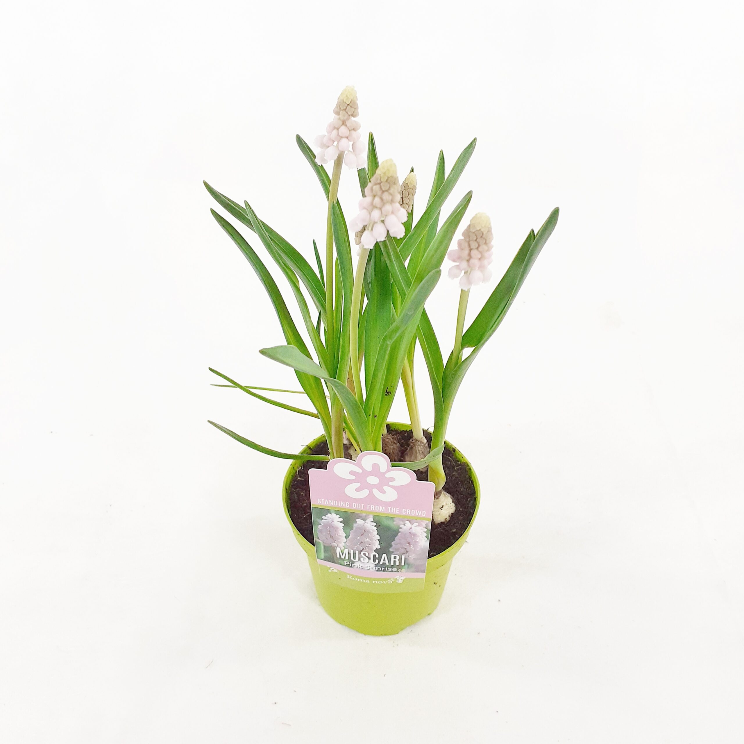 Helmililja vaaleanpunainen p9