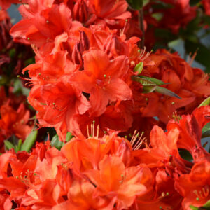 Puistoatsalea 'Nabucco'; 30-40,At,Ul