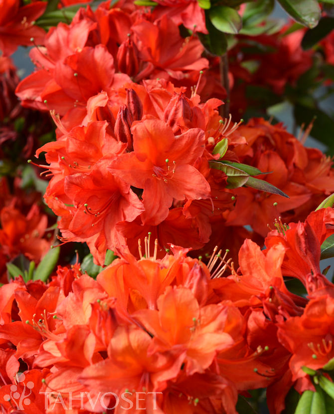 Puistoatsalea 'Nabucco'; 30-40,At,Ul