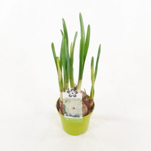 Narsissi 'Geneve' p12