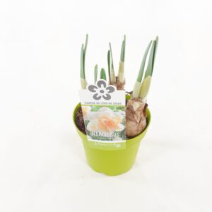 Narsissi 'Golden Pearl' p12