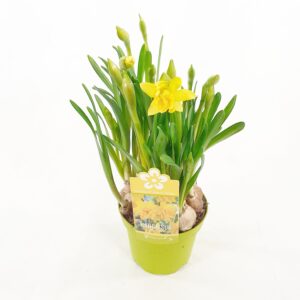 Narsissi 'Tete a tete Boucle' p12