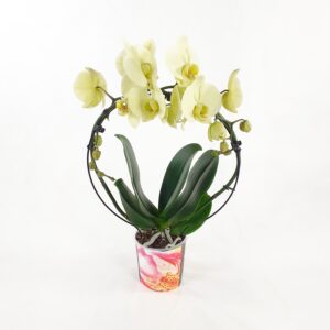 Perhoskämmekkä kaari keltainen