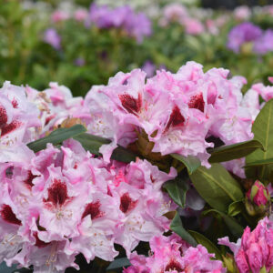 Alppiruusu 'Royal Butterfly'; 30-40, At,Ul