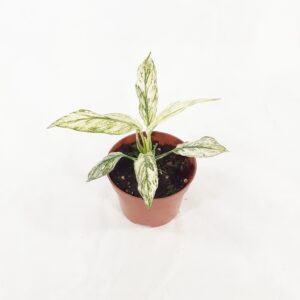 Viirivehka sensation variegata p10,5