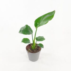 Valkokolibrikukka p12-13