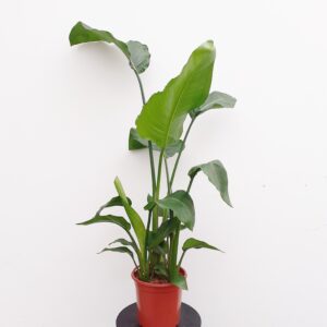 Valkokolibrinkukka 100cm