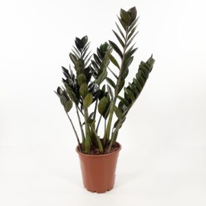 Palmuvehka 'Super Nova' 60-70cm