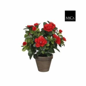 Atsalea 27cm ruukussa punainen