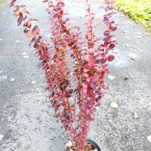 Purppurahappomarja 'Helmond Pillar'; 30-40, At 3L,