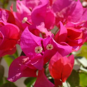 Ihmeköynnös pyramidi 70-80cm