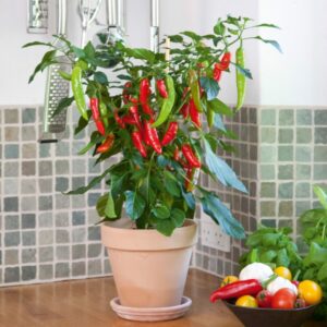 Chilipaprika 'Hot Fajita'