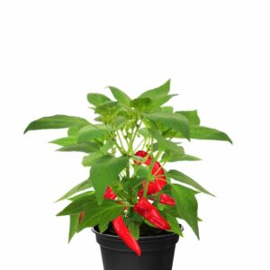 Chilipaprika 'Joyride'