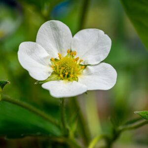 Mansikka 'Malwina'; satotaimi, p13