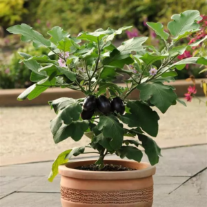 Munakoiso 'Diamond Purple'