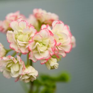 Ruusunnuppupelargoni 'Aiko' p12