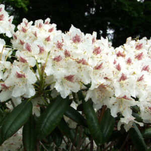 Alppiruusu 'P.M.A Tigersted'; 80-100, At 15L