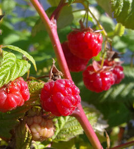 Vadelma 'Muskoka'; At,p11