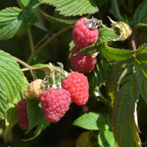 Vadelma 'Stiora'; At,p11