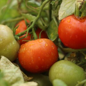 Runkotomaatti 'Encore'