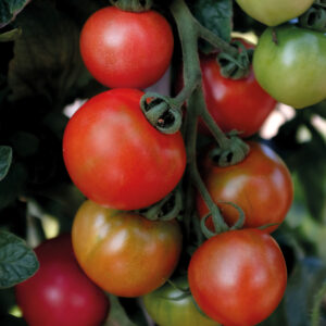 Runkotomaatti 'Moneymaker'