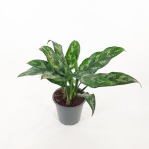 Laikkuvehka 'Maria' p12