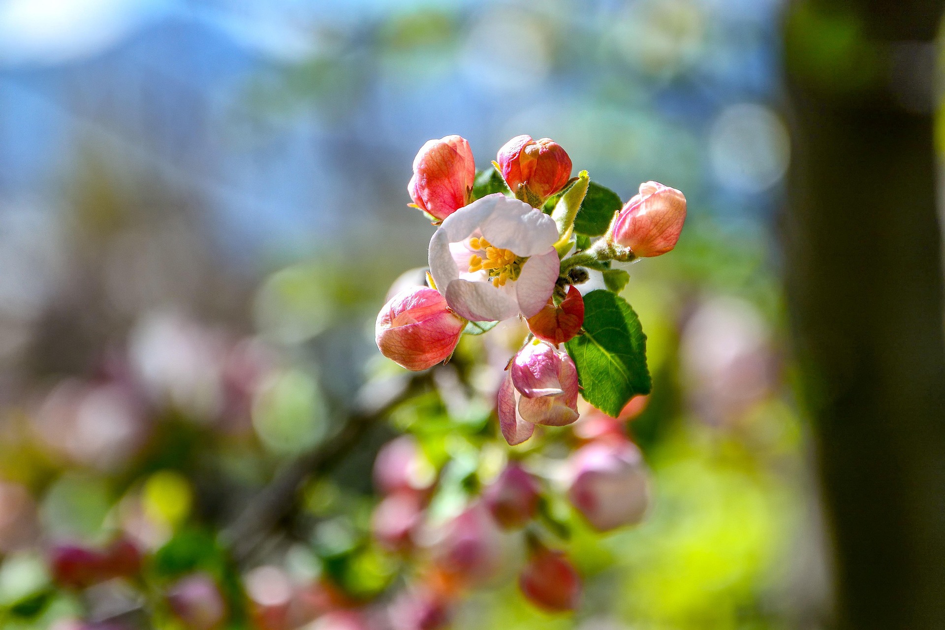 Taimimyynti 2026 alkaa!
