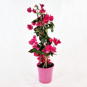 Ihmeköynnös pyramidi 70-80cm