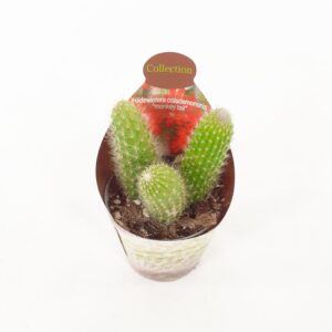 Apinanhäntäkaktus p6,5