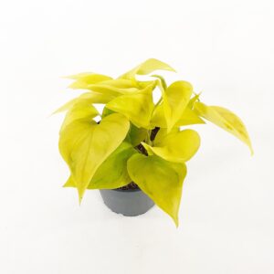 Kultaköynnös 'Champs Elysees' p12