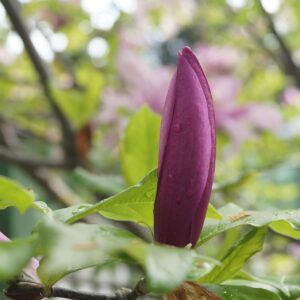 Magnolia 'Black Tulip'; 100-150,At 5L