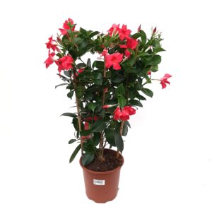 Maljaköynnös säleikössä kork. 45cm