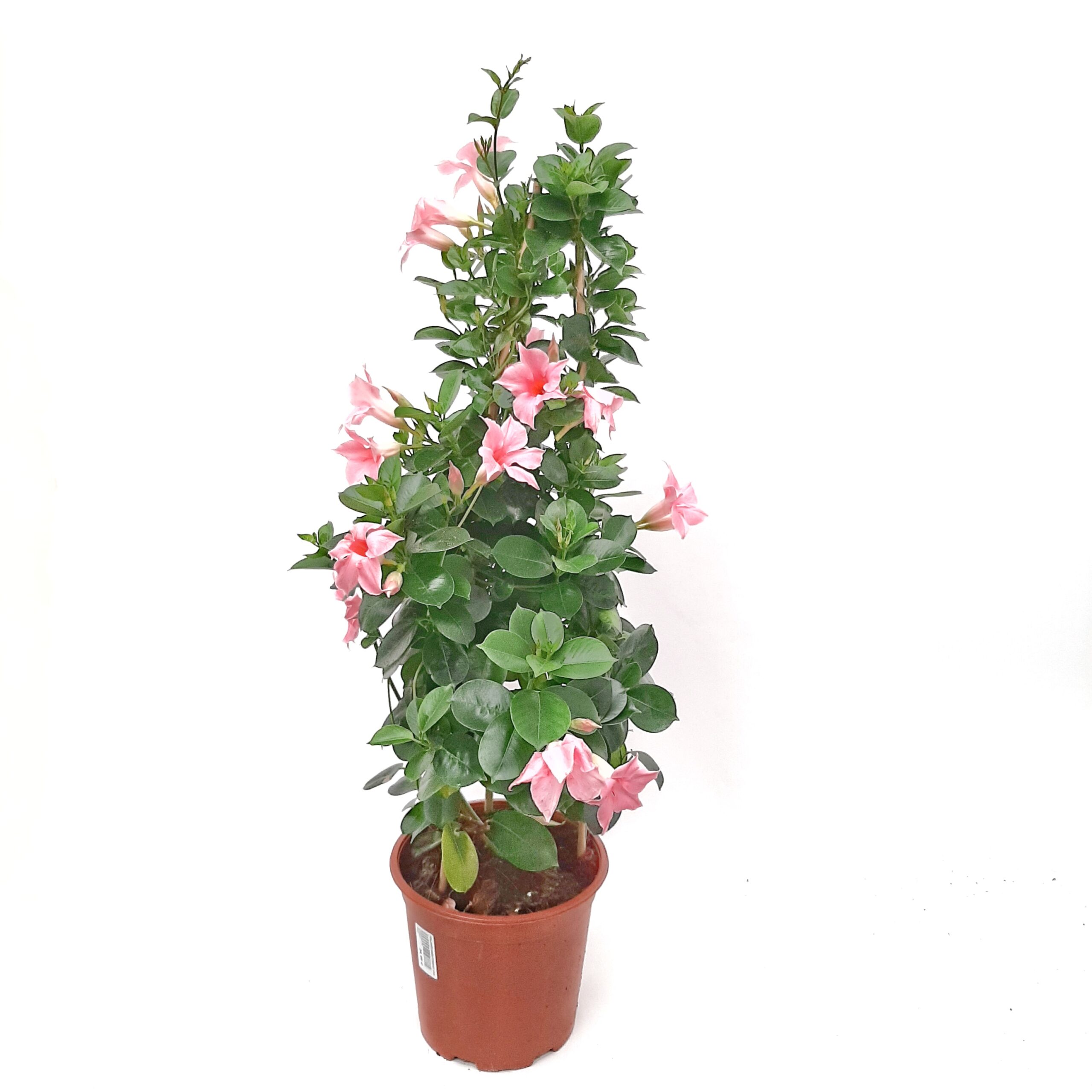 Maljaköynnös säleikössä kork. 45cm - Image 3